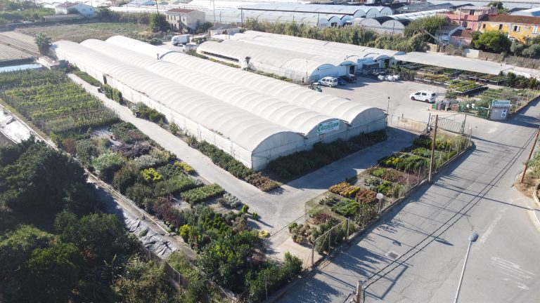 Cash & Carry: selección directa de planta para profesionales