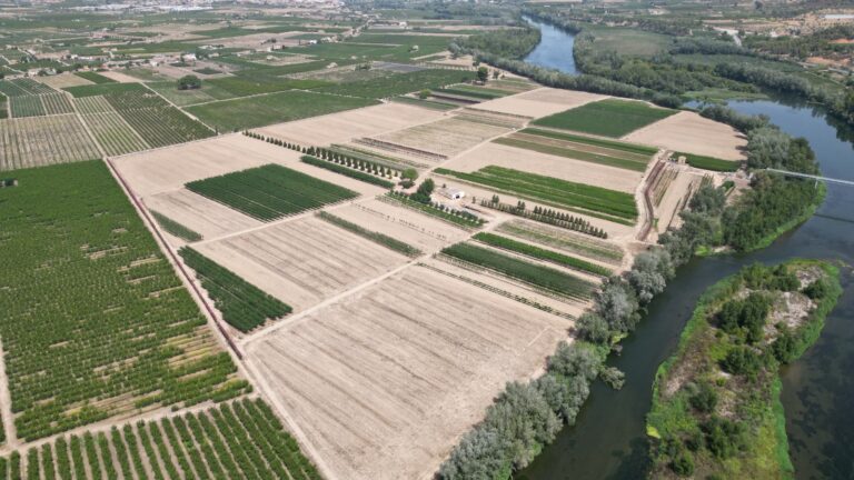 Arboricultura Arribas: producción de arbolado ornamental para grandes proyectos